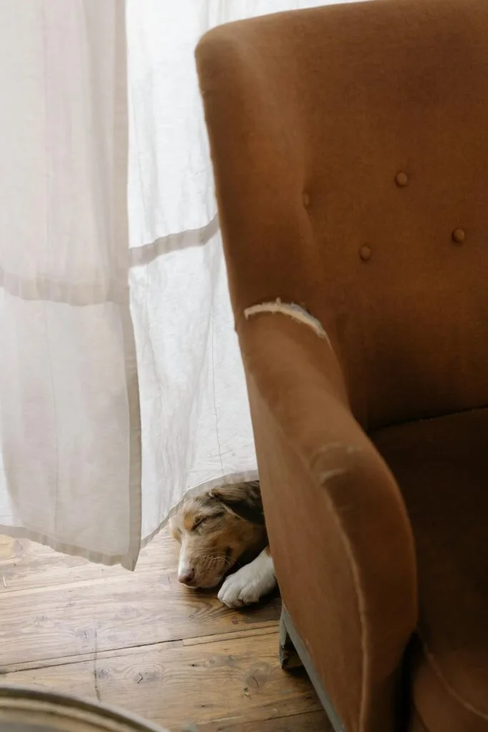 seu cachorro dormindo sem barulhos